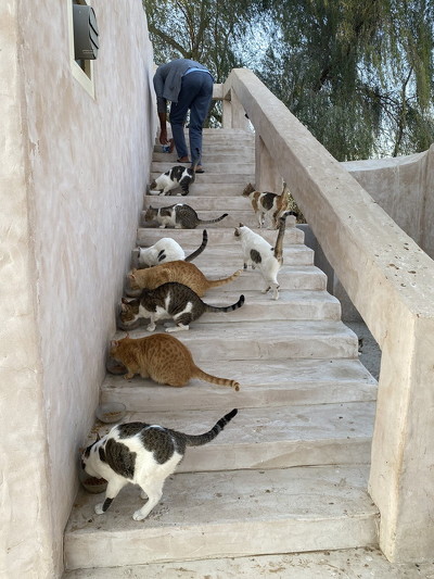 ごはん中のねこ