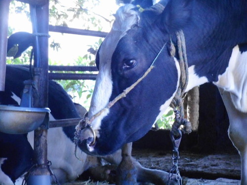 ホルスタイン画像