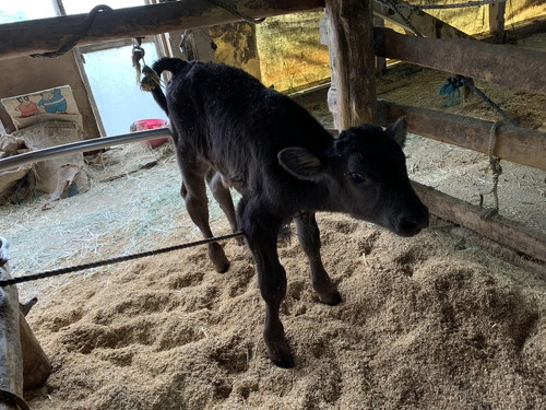 担当していた牛