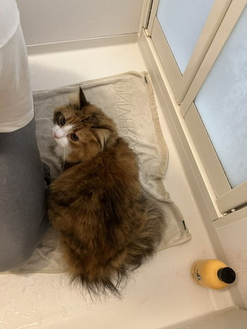 バスタオルの上に猫ちゃん