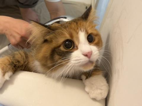 浴槽に前足かける猫ちゃん