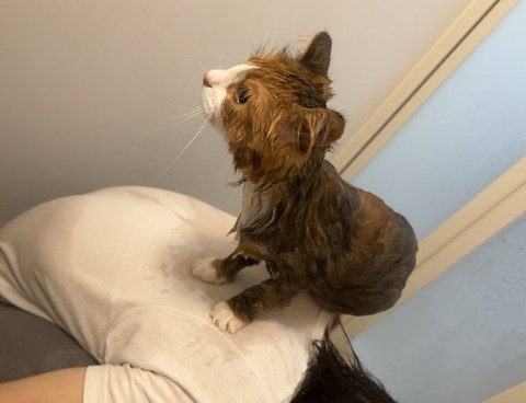 背中に乗る猫ちゃん上から