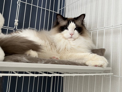 ケージの中でくつろぐ猫