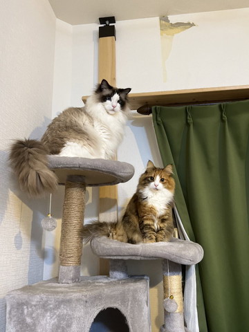 キャットタワーに猫2匹