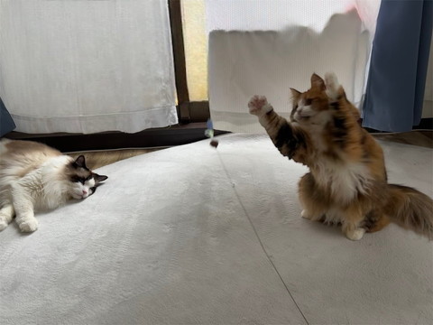 寝そべる猫と遊ぶ猫