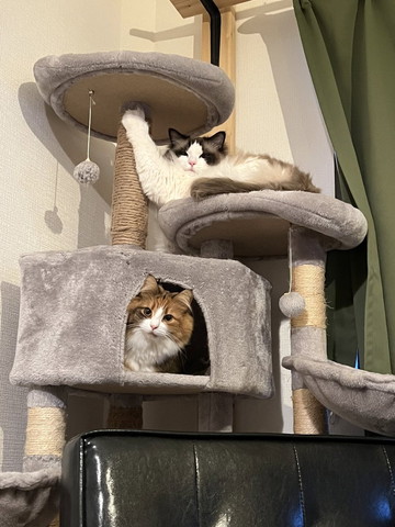 猫2匹1匹マッチョ感ある
