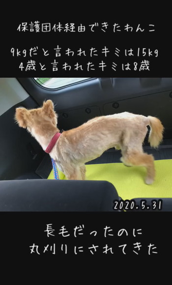 保護犬ビフォアフ