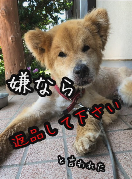 嫌なら返品してくださいテロップ