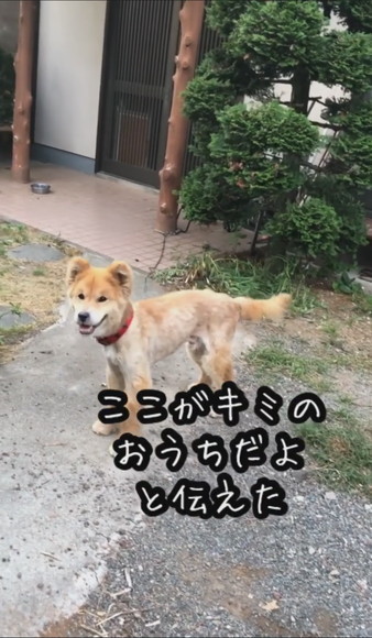 ここがキミのおうちだよテロップ