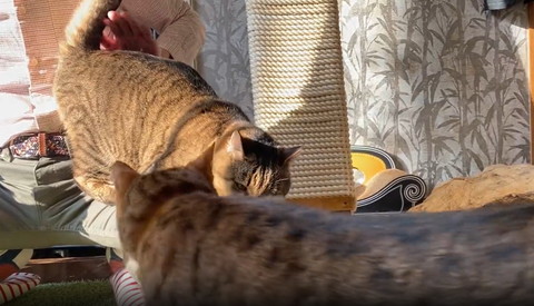 ヒザに抱きつく猫と見に来た猫