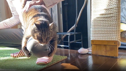 ヒザに抱きつく猫横から