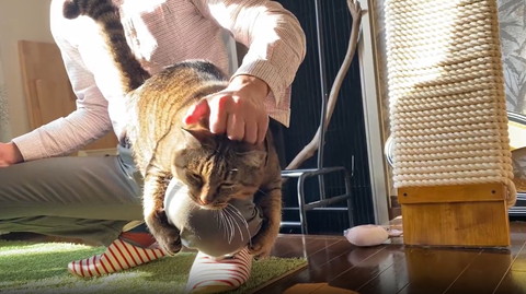 なでられて目つむる猫