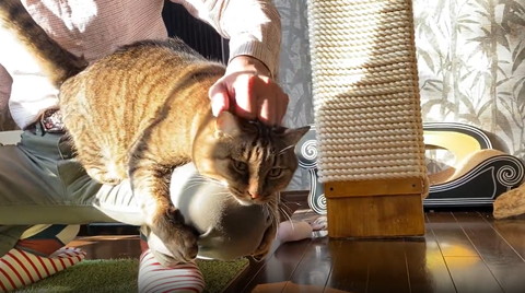 なでられる猫横から