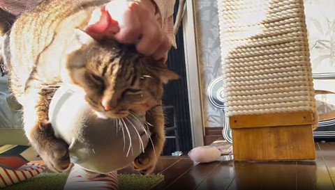 なでられる猫アップ