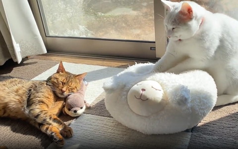 寝てる子とふみふみしてる子