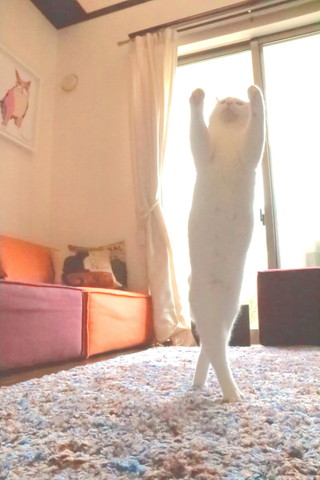 踊ってるような白猫