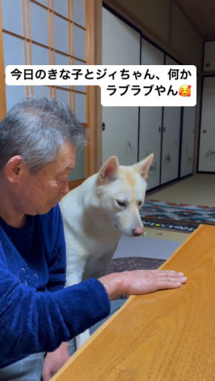 手を見る犬