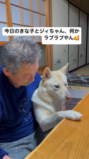 テーブルに手を乗せる犬
