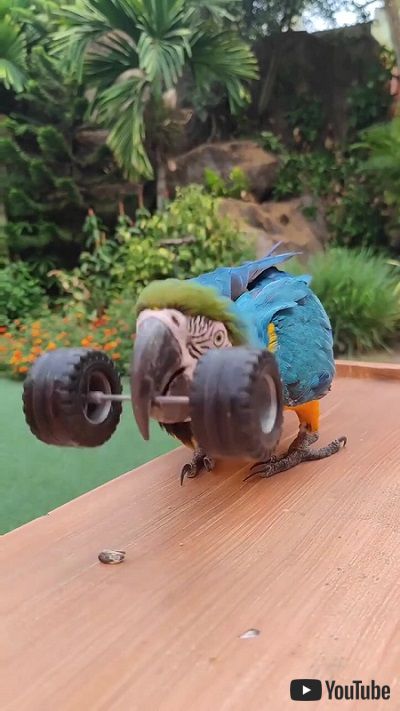 オウムのトレーニング