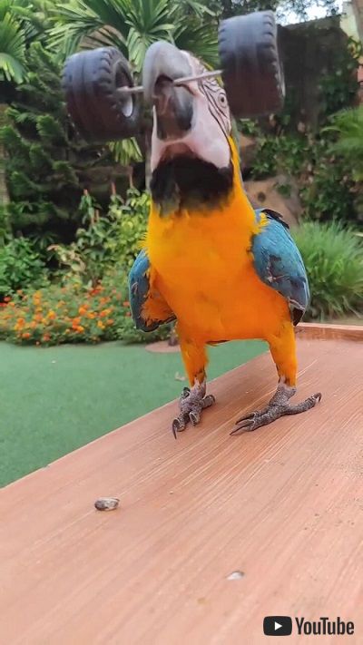 オウムの重量上げ