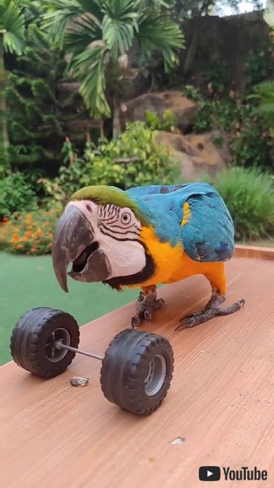 マッチョなオウム