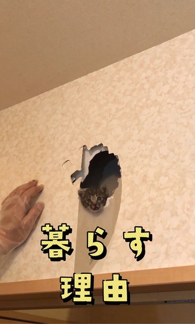 のぞく猫