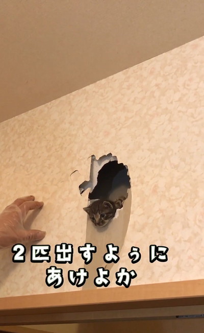 のぞく猫