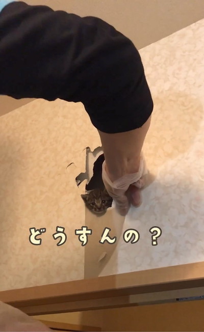 猫の前足さわる飼い主