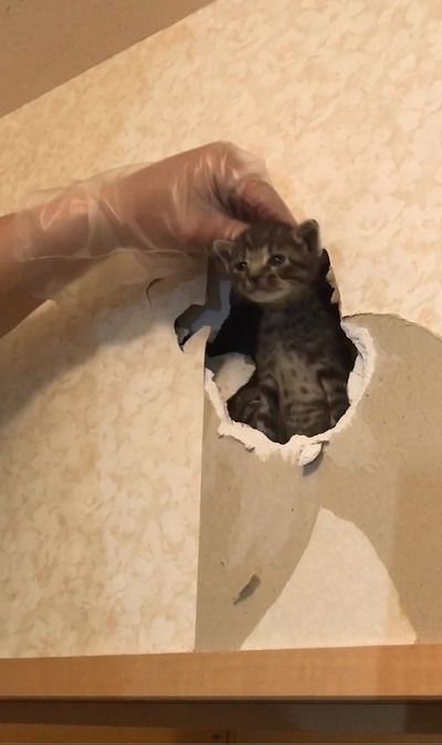 前足さわられて噛む猫