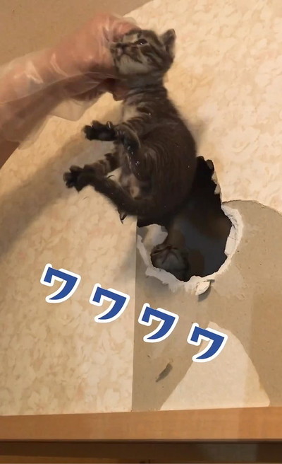 前足さわられて噛む猫