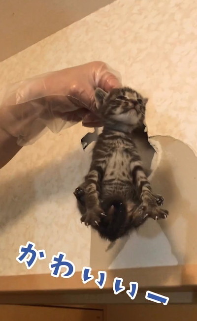 前足さわられて噛む猫