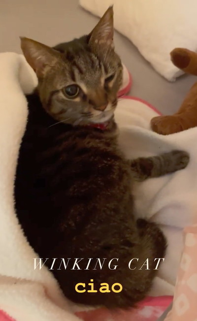 前足さわられて噛む猫