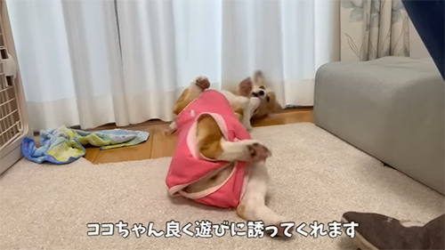 遊びに誘うココちゃん