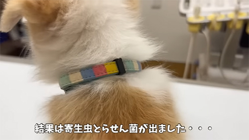 ジアルジアとらせん菌