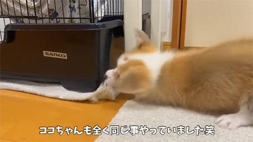ココちゃんも同じ