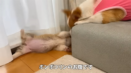 ぽんぽこおなか