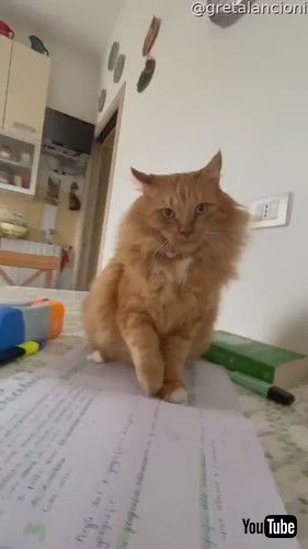 宿題を邪魔する猫