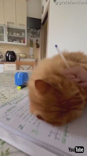 宿題を邪魔する猫