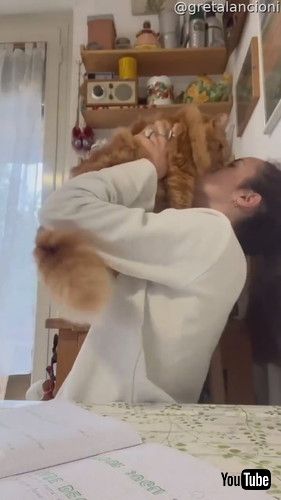 宿題を邪魔する猫