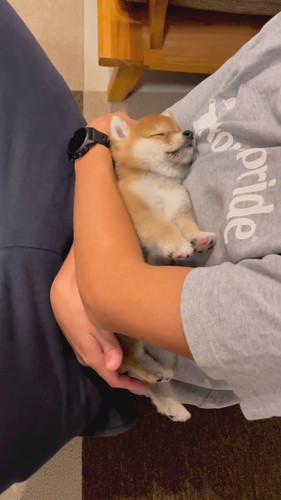 腕の中で眠るぽん吉くん