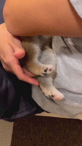 後ろ足ぴょこん