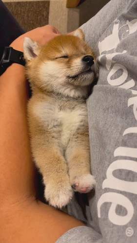 安心しきった表情