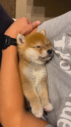 夢見てるのかな