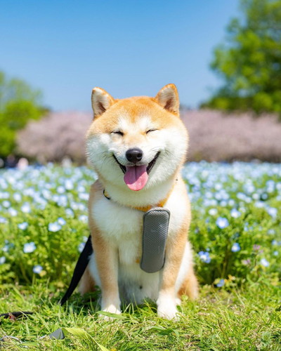 お散歩でニコニコ