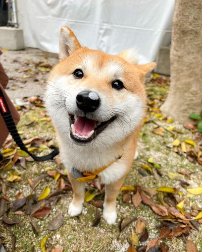 お花ついちゃった