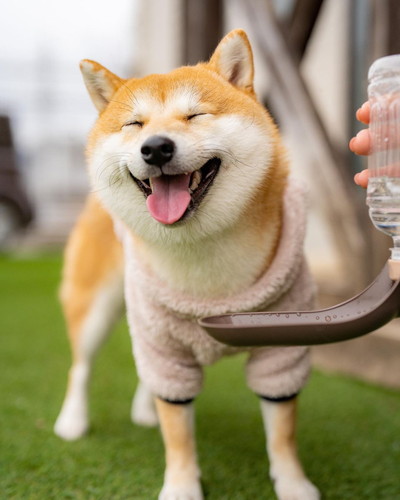 お水飲む子犬