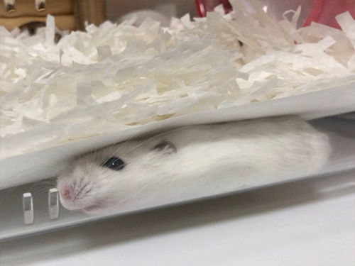 伸び具合がすごいハムスター