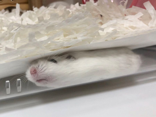 伸び具合がすごいハムスター