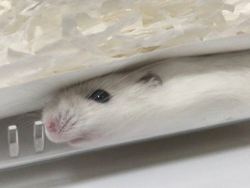 伸び具合がすごいハムスター