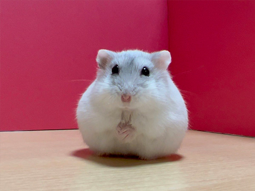 ふわふわもちもちハムスター